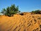 Small shrub plants in desert