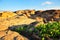 Small shrub plants in desert