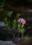 Small shrub of rose daphne, or garland flower