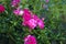 Small shrub rose pink