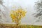 Small shrub with yellow leaves in misty morning