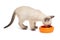 Small Siamese kitten and food bowl