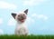 Small siamese kitten meowing in grass