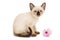 Small Siamese kitten and pink flower