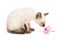 Small Siamese kitten and pink flower