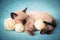 A small Siamese kitten sleeps in knitted balls of skeins of threads on a blue plaid