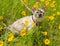 Small Siamese tortie point cat on leash