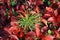 Small Siberian cedar among the red Arctous Alpine on Yamal