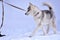 A small Siberian Husky puppy walks importantly through the fluffy snow