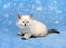 Small siberian kitten and snowflakes