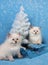 Small siberian kittens and xmas tree