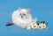 Small Siberian Neva Masquarade colorpoint kitten