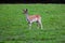 A small sika deer stands in a green meadow