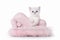 Small silver british kitten on pink divan