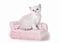 Small silver british kitten with pink divan