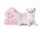 Small silver british kitten with pink divan