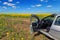 small silver car in rapseed field with open door at sunny noon