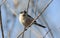 Small Silver-throated bushtit perched on a tree branch