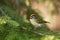 A small singing Common Firecrest Regulus ignicapilla with raised crest in Estonian boreal forest