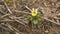 Small single flower of Viola arvensis.