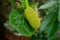 A small and single jackfruit growing on a big tree