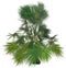 Small single lush green palm tree on white