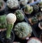 Small single towering cactus in pot with blurred background, cacti desert plant.