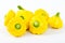 Small size patty pan patisson squash