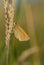 Small skipper butterfly