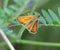 Small skipper butterfly among green leaves