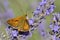 Small skipper butterfly on lavender