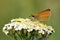 The small skipper butterfly , Thymelicus sylvestris