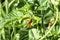 Small skipper sits on a green leaf. Butterfly of the Hesperiidae family