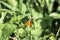Small skipper sits on a green leaf. Butterfly of the Hesperiidae family