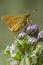 Small Skipper ( Thymelicus sylvestris )