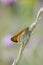 Small Skipper (Thymelicus sylvestris)