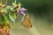 The small skipper Thymelicus sylvestris is a butterfly of the family Hesperiidae.