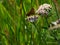 Small skipper, Thymelicus sylvestris. St Abb\\\'s Head, Scotland