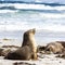 Small sleeping Australian Sea Lion Neophoca cinerea on Kangaroo Island coastline, South Australia , Seal bay
