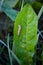 Small slug on green leaf