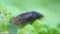 Small slug that slowly crawls over a leaf of lettuce.