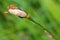 Small slugs crawling on flower petal in the green meadow
