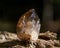 Small Smokey Citrine cluster from Congo on fibrous tree bark in the forest.