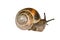 Small snail