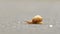 Small snail