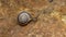 Small snail on a brown wet rock