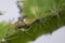 Small snail on the cactus.