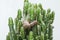 Small snail on cactus plant