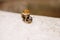 A small snail carries a gold engagement ring on its back, and th
