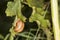 Small snail climbs up the leaf